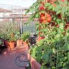 tomato-burnley-gem-seeds-2