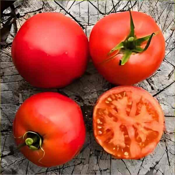 tomato-burnley-gem-seeds-5 tomato-burnley-gem-seeds-5
