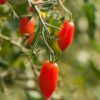 tomato-cherry-roma-seeds-2