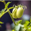 tomato-cherry-roma-seeds-3