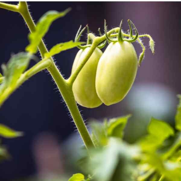 tomato-cherry-roma-seeds-3 tomato-cherry-roma-seeds-3