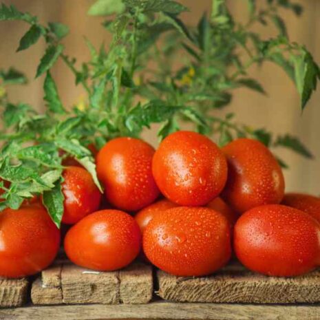 tomato-cherry-roma-seeds