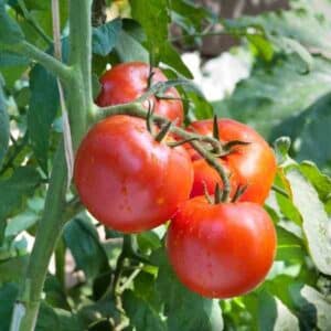 tomato-feldner-36-seeds-1