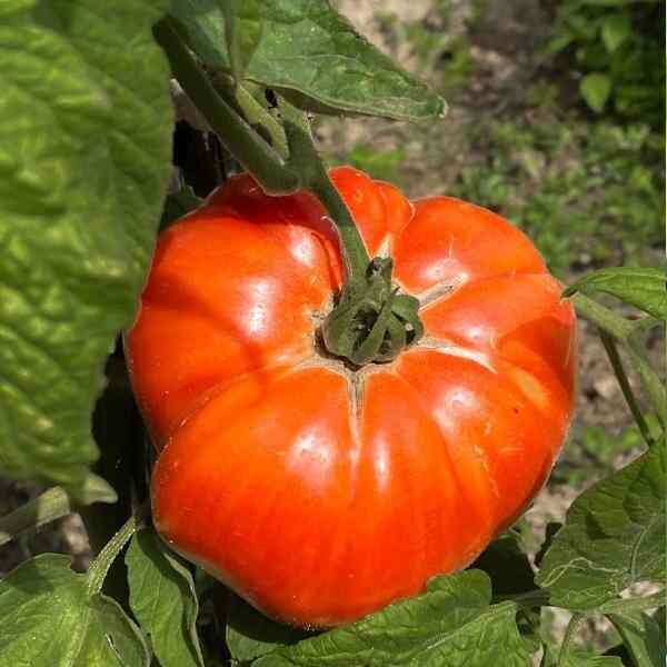tomato-german-johnson-seeds-1 tomato-german-johnson-seeds-1