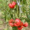 tomato-german-johnson-seeds-3