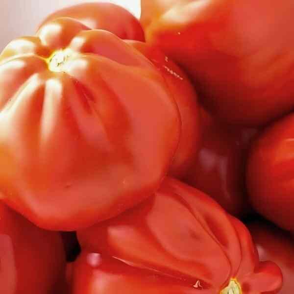 tomato-german-johnson-seeds
