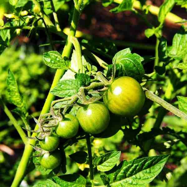 tomato-jubilee-yellow-seeds-4 tomato-jubilee-yellow-seeds-4
