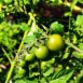 tomato-jubilee-yellow-seeds-4