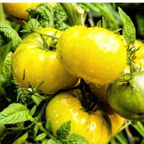 tomato-jubilee-yellow-seeds