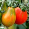 tomato-red-fig-seeds-2