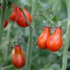 tomato-red-fig-seeds-4