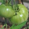 tomato_beefsteak_aunty_ruby's_green_seeds