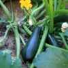 zucchini-black-beauty-seeds-1