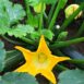 zucchini-black-beauty-seeds-2