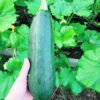 zucchini-black-beauty-seeds-6