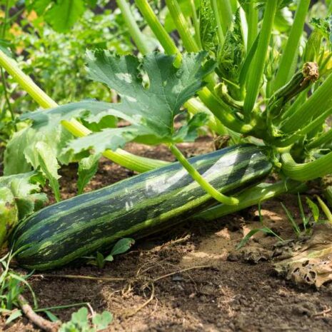 zucchini-cocozelle-di-tripoli-seeds