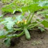zucchini-cocozelle-lace-seeds-1