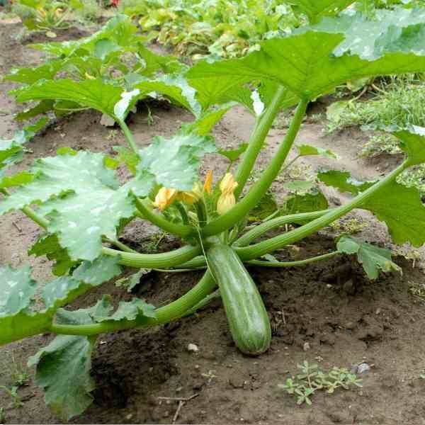 zucchini-cocozelle-lace-seeds-1 zucchini-cocozelle-lace-seeds-1