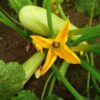 zucchini-cocozelle-lace-seeds-2