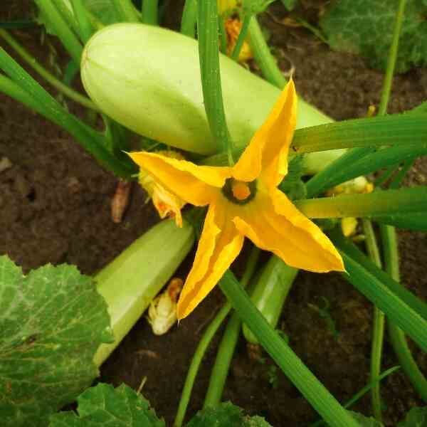 zucchini-cocozelle-lace-seeds-2 zucchini-cocozelle-lace-seeds-2