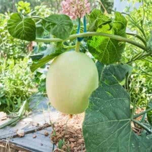 an unripe rockmelon honeydew plant on the vine