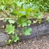 rockmelon honeydew leaves and flowers