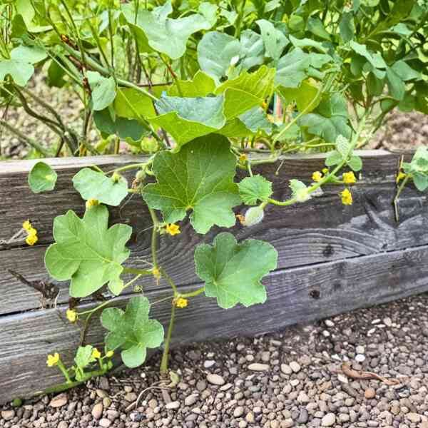 Rockmelon-honeydew-seeds-3 rockmelon honeydew leaves and flowers