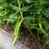 bean-climbing-kentucky-wonder-seeds-3