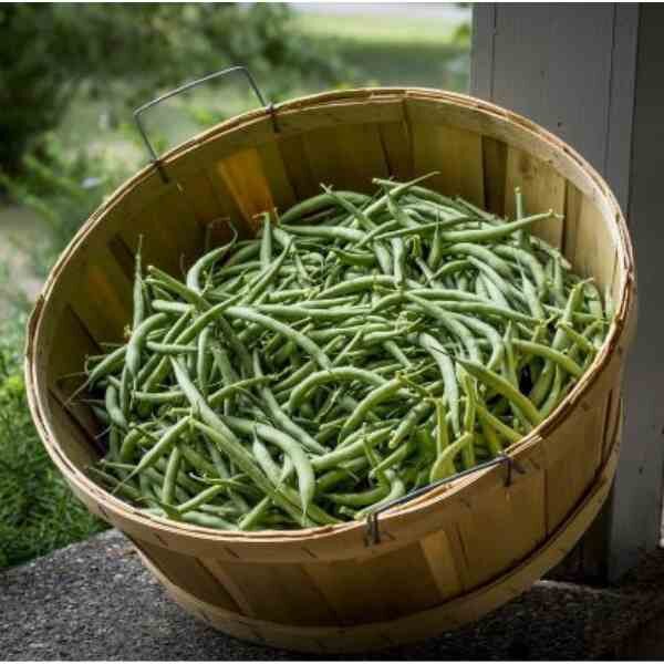 bean-climbing-kentucky-wonder-seeds-4