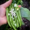 bean-giant-of-stuttgart-seeds-1