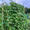 bean-giant-of-stuttgart-seeds-3