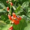 bean-scarlet-emperor-seeds