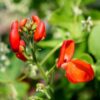 bean-scarlet-emperor-seeds-5