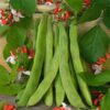 bean-scarlet-emperor-seeds3