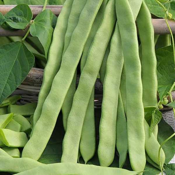 bean-windsor-long-pod-seeds