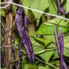 Beans royal burgundy seeds