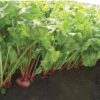 beetroot-chioggia-seeds-2