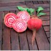 beetroot-chioggia-seeds-3