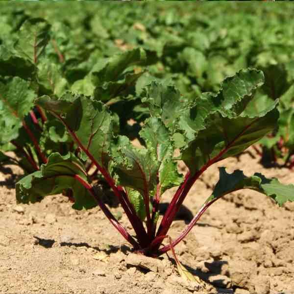 beetroot-cylindra-seeds-4 beetroot-cylindra-seeds-4