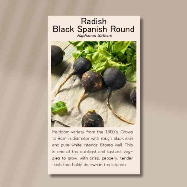 black-spanish-round-front black-spanish-round-front