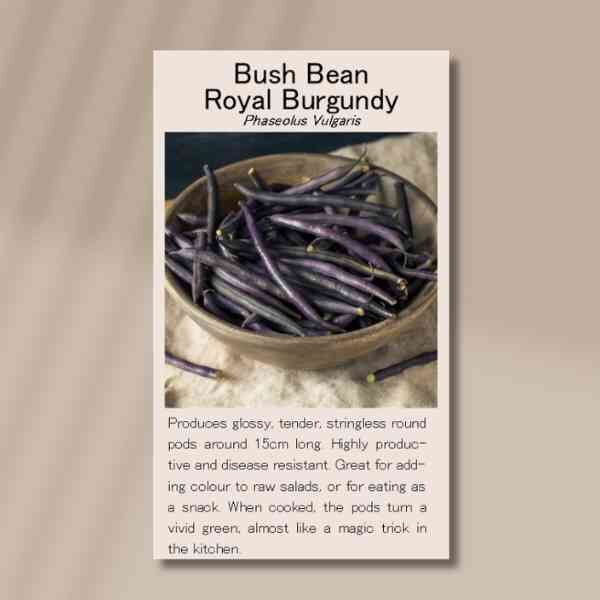 bush-bean-royal-burgundy-front Bush bean royal burgundy front