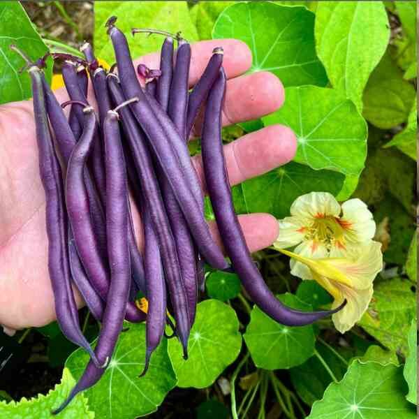 bush-bean-royal-burgundy-seeds-1