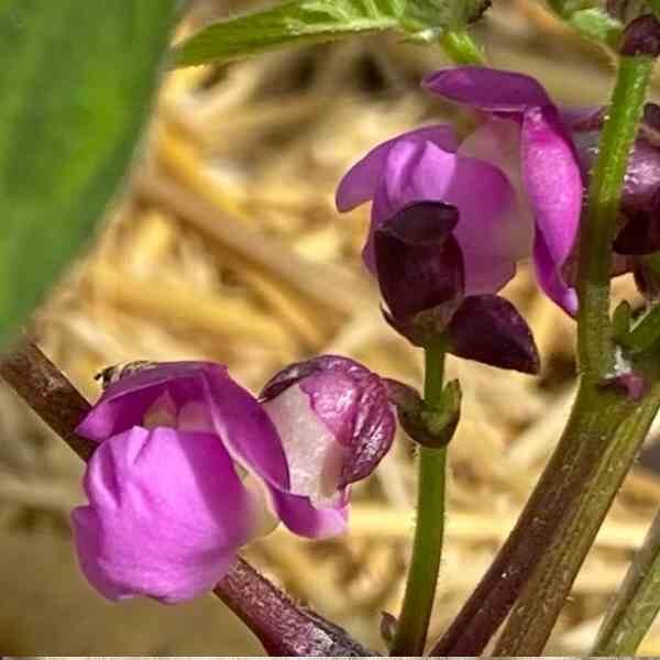 bush-bean-royal-burgundy-seeds-2 bush-bean-royal-burgundy-seeds-2