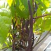 bush-bean-royal-burgundy-seeds-3