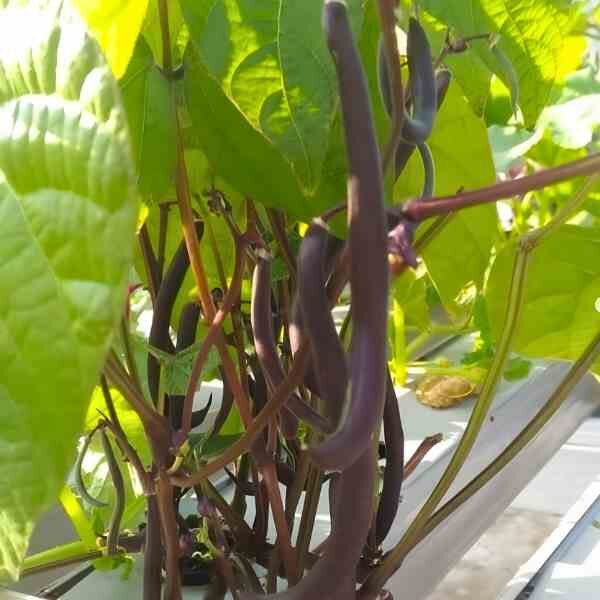 bush-bean-royal-burgundy-seeds-3 bush-bean-royal-burgundy-seeds-3