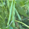 Bush bean windsor long pod 1