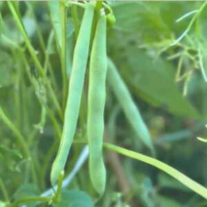 Bush bean windsor long pod 1
