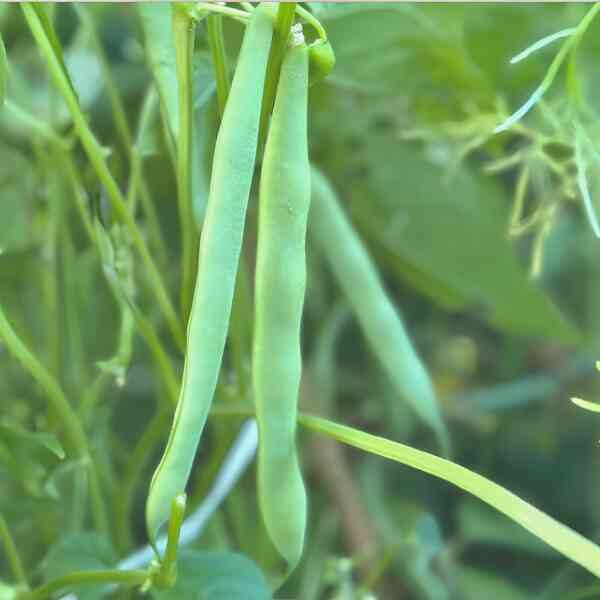 bush-bean-windsor-long-pod-1 Bush bean windsor long pod 1