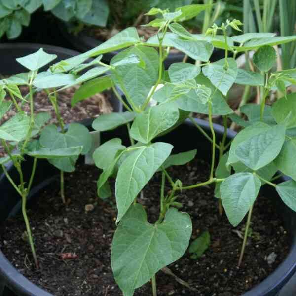 bush-bean-windsor-long-pod-2 Bush bean windsor long pod 2