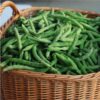 Bush bean windsor long pod 3